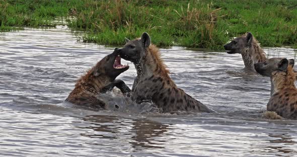 Spotted Hyena, crocuta crocuta, Group playing in Water, Masai Mara Park in Kenya, Real Time 4K alt