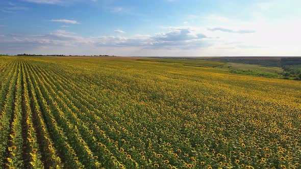 Sunflower Fields 1 alt