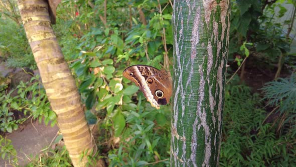 Heliconius Butterfly Perching On Tree At Natural Habitat Of Burgers' Zoo In Arnhem, Netherlands. Zoo alt
