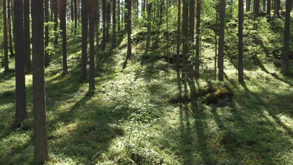 Evergreen forest on a summer sunny day