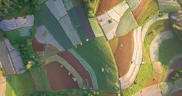 Aerial flyover beautiful vegetable plantation in different colors and pattern during sunny day - Cen alt