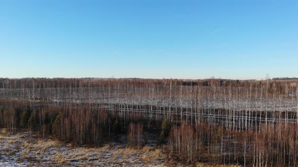 Birch forest protection strip along the road