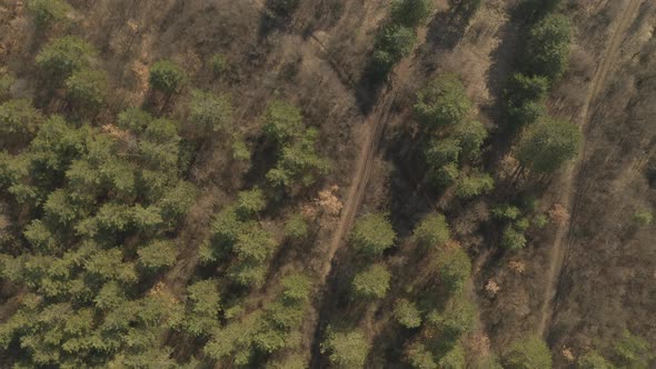 Above the coniferous woods by morning 4K aerial footage alt