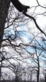 Vertical Video of the Forest with Trees Without Leaves Slow Motion alt