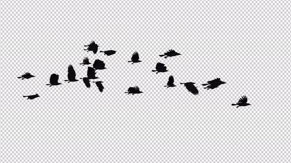 Raven Flock - 22 Birds - Flying Loop II - 4K