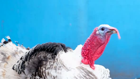 White Turkey on a Blue Background alt