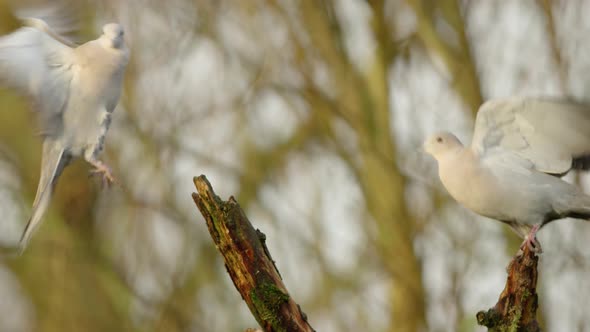 A stationary close footage of doves. An approaching dove attempted to land on an empty branch but th alt