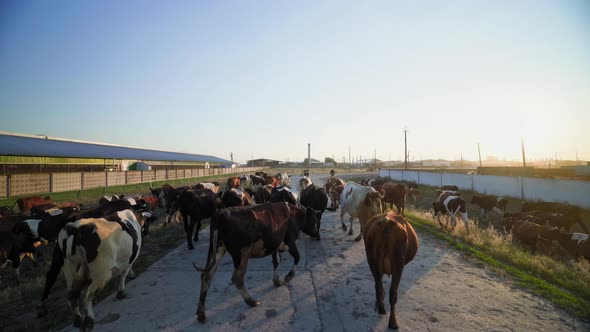 The ranch of a successful farmer. multi-colored cows in the rays of the sun. alt