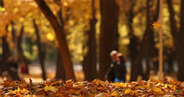 Autumnal Landscape in the Park on Sunny and Warm Day.