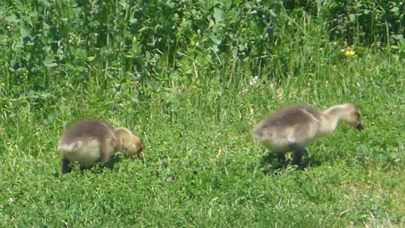 Two cute and curious baby Canadian geese follow their mother through a grassy field alt