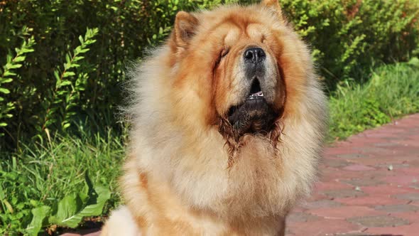 Chow Chow Sitting Outdoors on Backyard