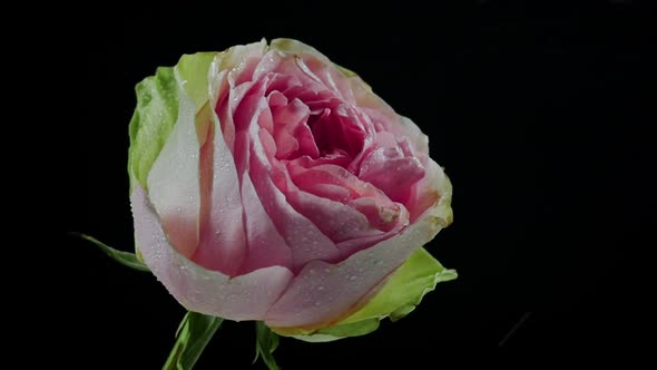Pink Rose Close up