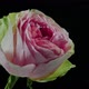 Pink Rose Close up - VideoHive Item for Sale