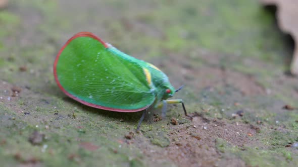A planthopper on the ground around Sala Falls  alt