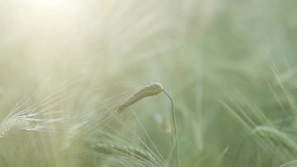 Wheat Field Ears of Wheat Swaying From the Gentle Wind