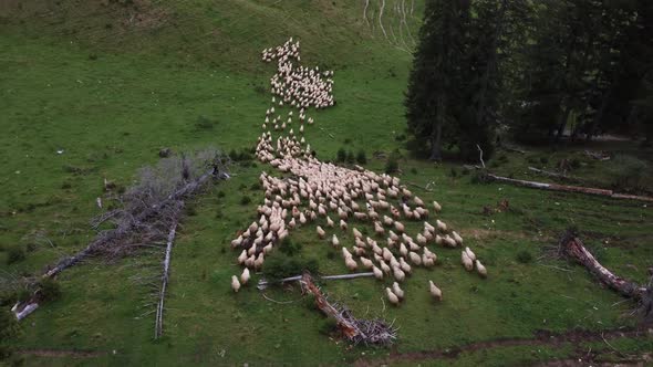 A Flock of Sheep Moving Foward on the Grassland Pasture in the Mountains Romania