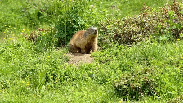 Alpine marmot also called murmeltier in the Alps of Austria licks his paw alt