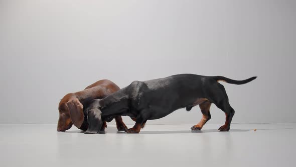 Two Dachshund Dog Puppies Pick Food From the Opposite Sides of the Frame on a Seamless White Studio