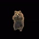 187 Bear Standing Magic Attack HD - VideoHive Item for Sale