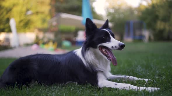 Black and White Border Collie Dog Playing in Backyard alt
