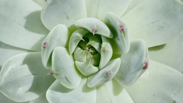 Beautiful Pattern of Green Succulent Rotating Macro Shot alt