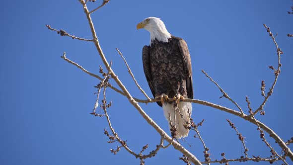 Bald Eagle watching in the distance as it takes off from tree branch alt