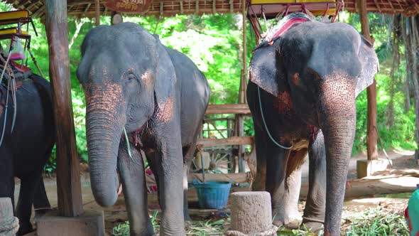elephants on a farm in tropical Asia. walks on elephants through the jungle, safari park alt