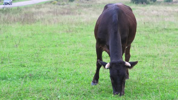 On August 30 2021 in the Area of the City of PereslavlZalessky Yaroslavl Region a Herd of Colorful