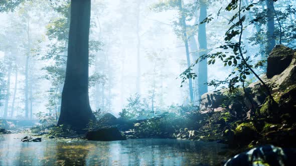 Forest with Pond and Mist with Sunrays alt