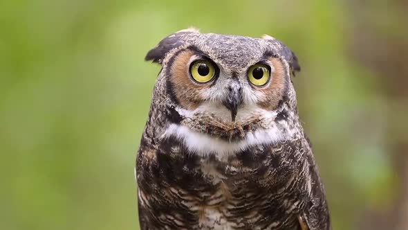 Great Horned Owl
