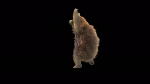 181 Bear Standing Cast Spell 4K alt