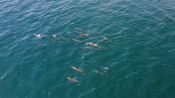 Dolphin pod group swimming in the Maldives islands blue ocean water, Aerial top view pan left shot alt