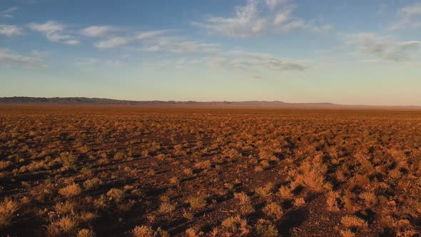 Wild Dzeren  Procapra Gutturosa  Mongolian Gazelle Fawn Runs on Steppe Mongolian Steppe alt