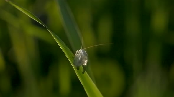 Closeup of Insect on Grass on Sunny Day alt