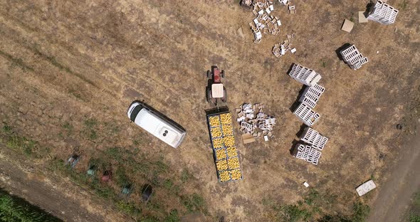 Tractor loaded with pallets of Melons arriving at a sorting station. alt