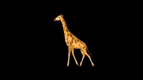 Big giraffe walks back and forth alpha matte long shot