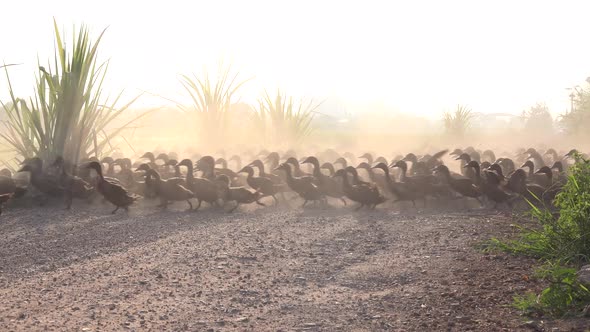 Three thousand ducks stampede across a small road at sunrise.