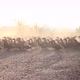 Three thousand ducks stampede across a small road at sunrise. - VideoHive Item for Sale