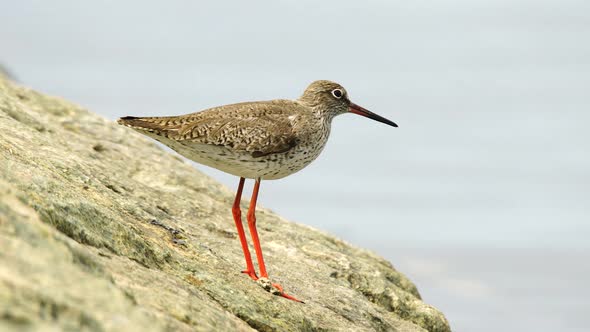 Common Redshank alt