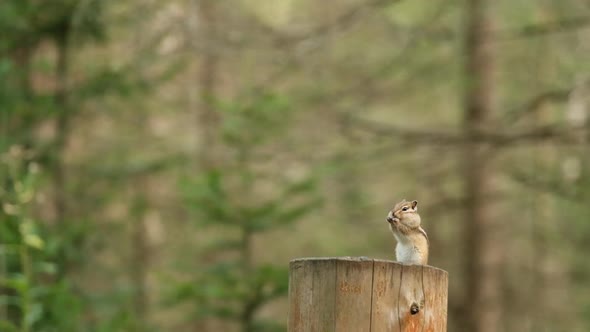 A Closeup of a Small Siberian Chipmunk with Cheek Pouches Stuffed with Food Stands on Its Hind Legs