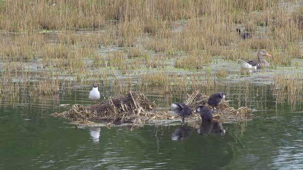 Black-headed Gull Family alt