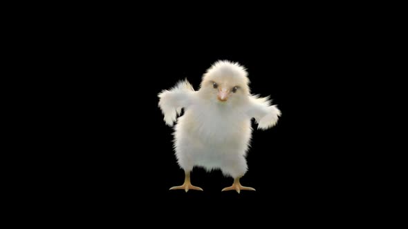 25 Baby Chicks Dancing HD alt