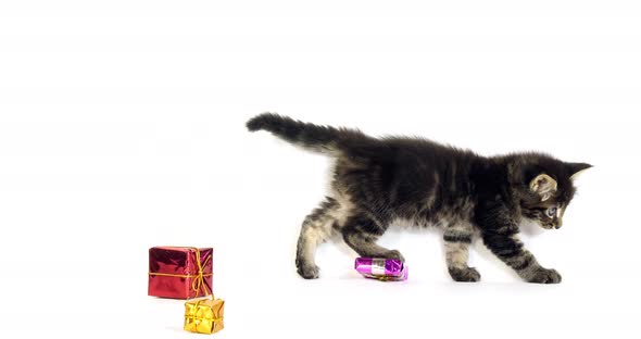 Brown Blotched Tabby Maine Coon, Domestic Cat, Kitten offered as a Gift ,  Normandy in France, alt