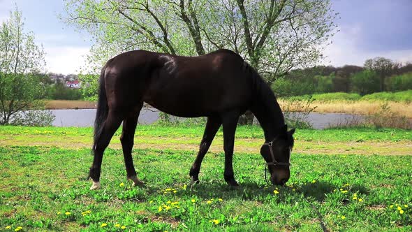 The horse eating green grass on spring meadow on the shore of lake.