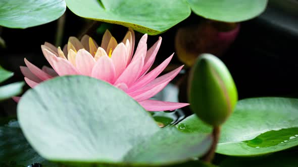 Coral Water Lily Blooming in Time Lapse on a Green Leaves Background alt