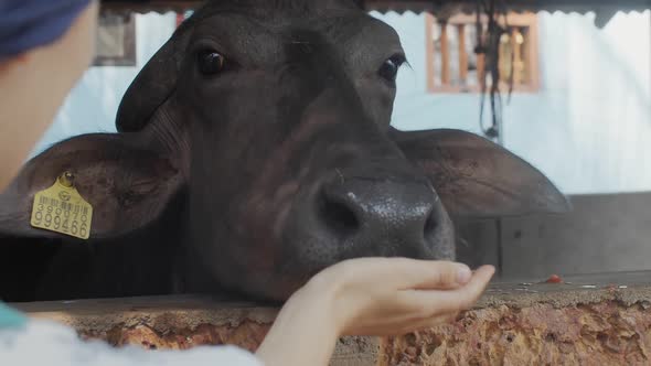 Close Up View of Faceless Girl Giving Food To Cow Living on Indian Farm Outdoors Slow Motion