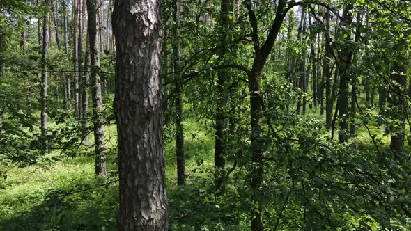 Beautiful Green Forest on a Summer Day Slow Motion alt