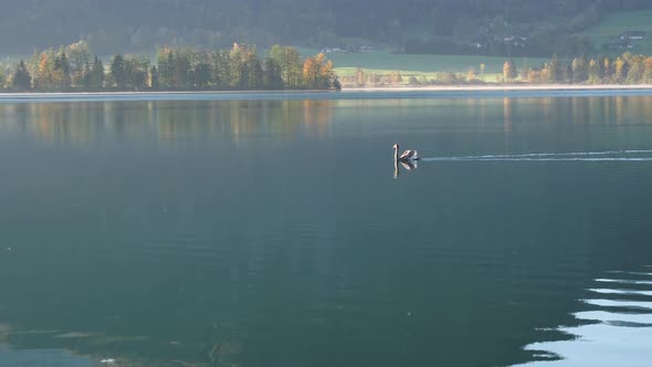 Swan on morning Wolfgangsee lake view, Upper Austria. alt