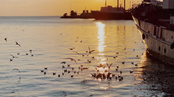 Vertical Video of a Lot of Seagulls Flies Over Water at Sunrise Sun Path Port with Many Old Boats alt