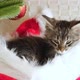 Little Tabby Kitten in a Christmas Hat - VideoHive Item for Sale